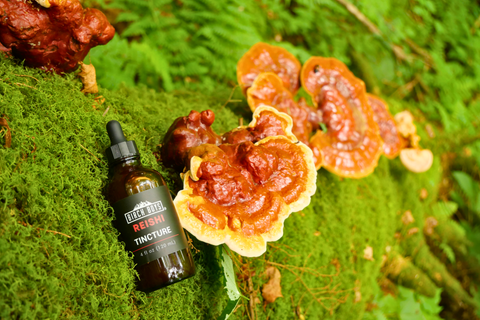 A small amber glass dropper bottle labeled Birch Boys Reishi Tincture placed on bright green moss beside several Reishi mushrooms in a forest setting.