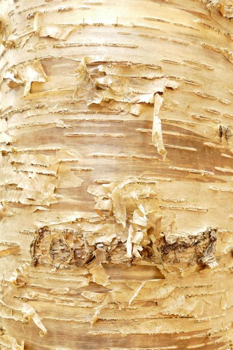 Close-up of a textured birch tree surface with patterns