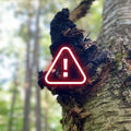 Chaga with caution symbol