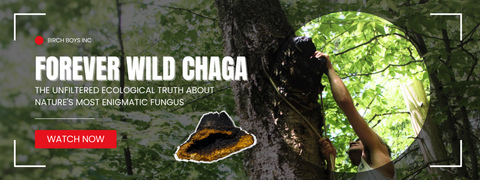 From Birch Boys Inc, Forever Wild Chaga: The unfiltered ecological truth about nature's most enigmatic fungus. Watch Now.