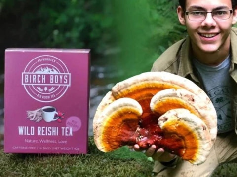 Reishi Mushroom and Reishi Tea