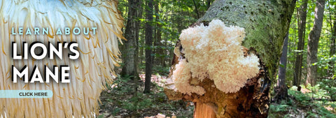 Learn about Lion's Mane mushroom
