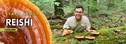 Learn about Hemlock Reishi mushroom
