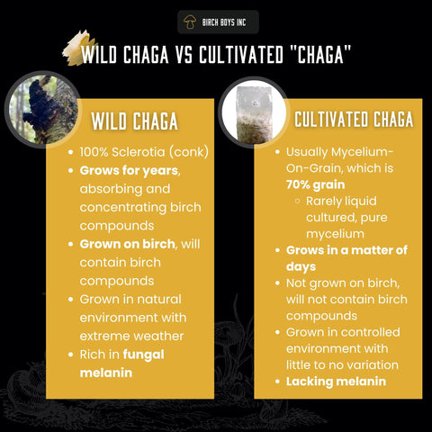 Comparison chart between wild chaga and cultivated 'chaga' with text and images on a dark background.